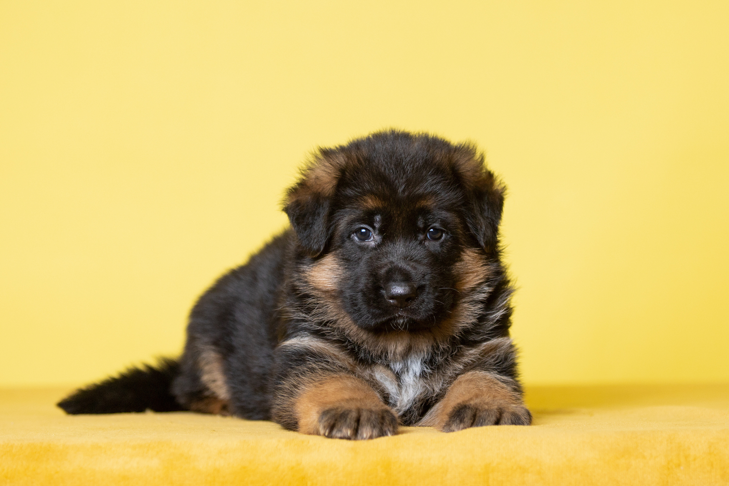Фотограф. Фотограф-анималист. Москва