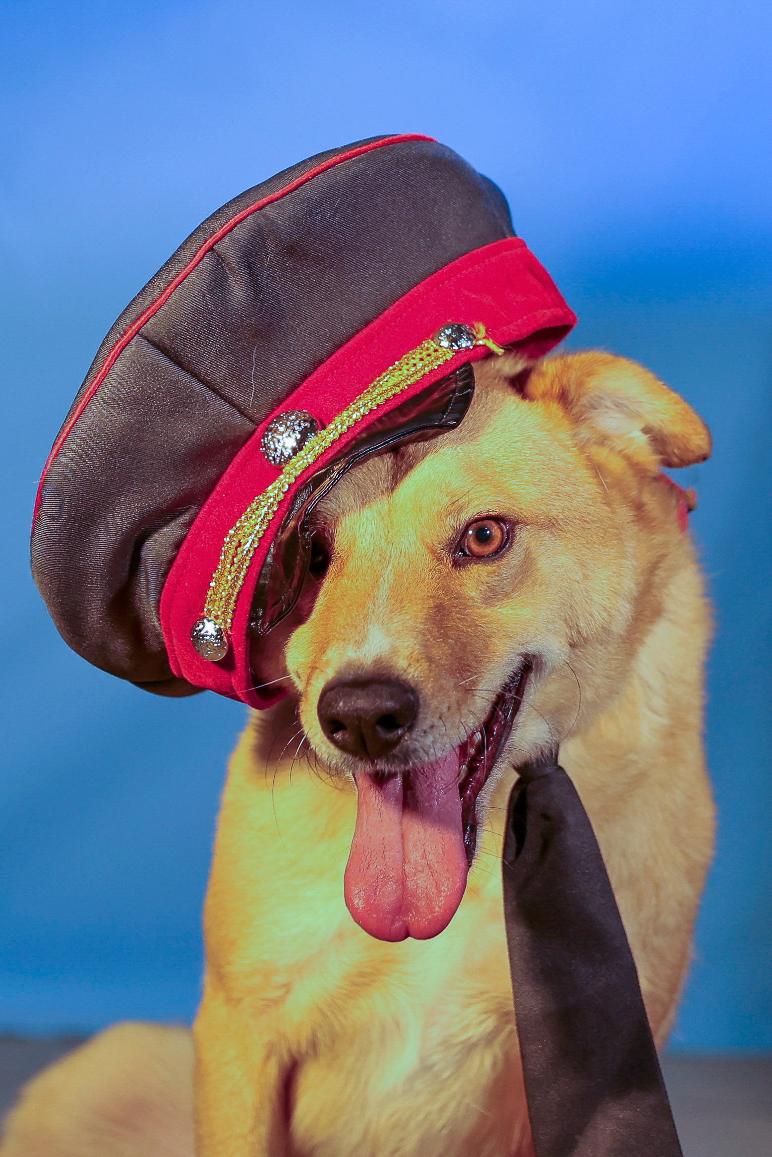 Приют четвероногий АНГЕЛ. Фотограф 📸 семейный, предметный, репортажный