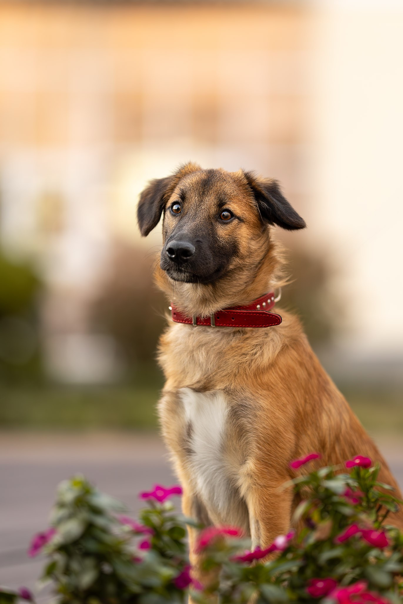 Ирина Голомб|Фотограф-анималист в  Сочи и Калининграде