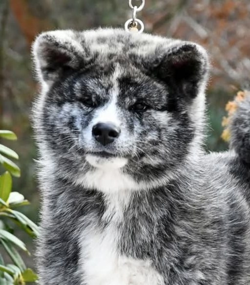 Brindle puppies. Kennel Akita inu