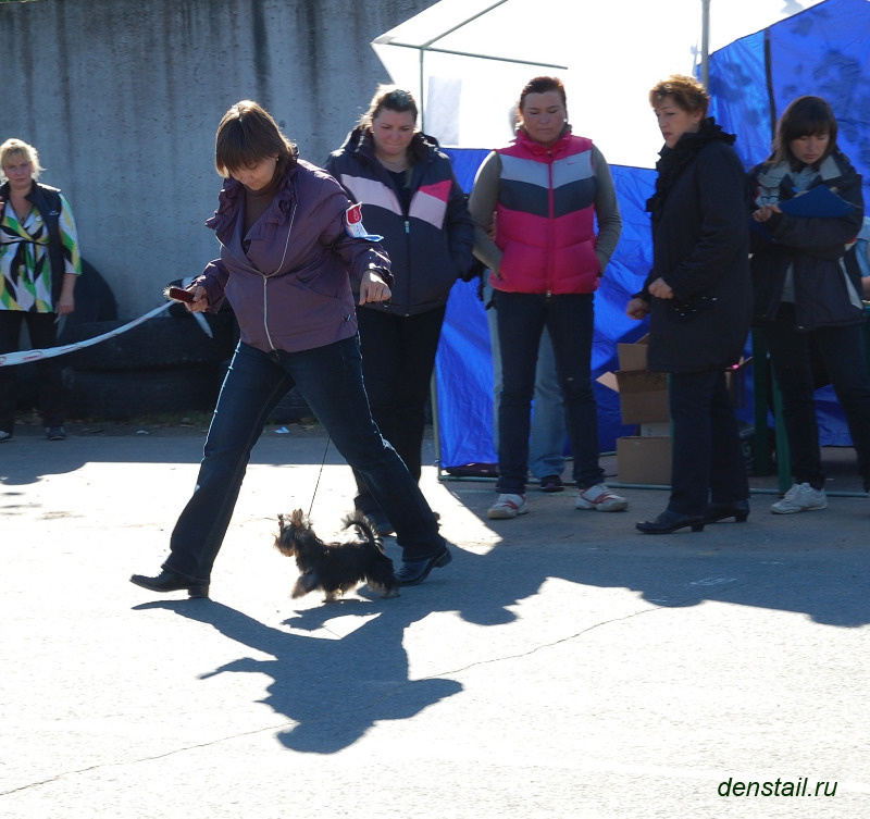 2011-2012 г Результаты выставок. Питомник Йоркширских терьеров Дэнстайл в Санкт-Петербурге заводчик Тих