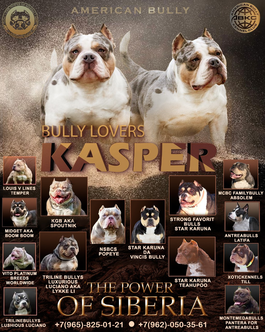 кобель на вязку Американский Булли в Волгограде