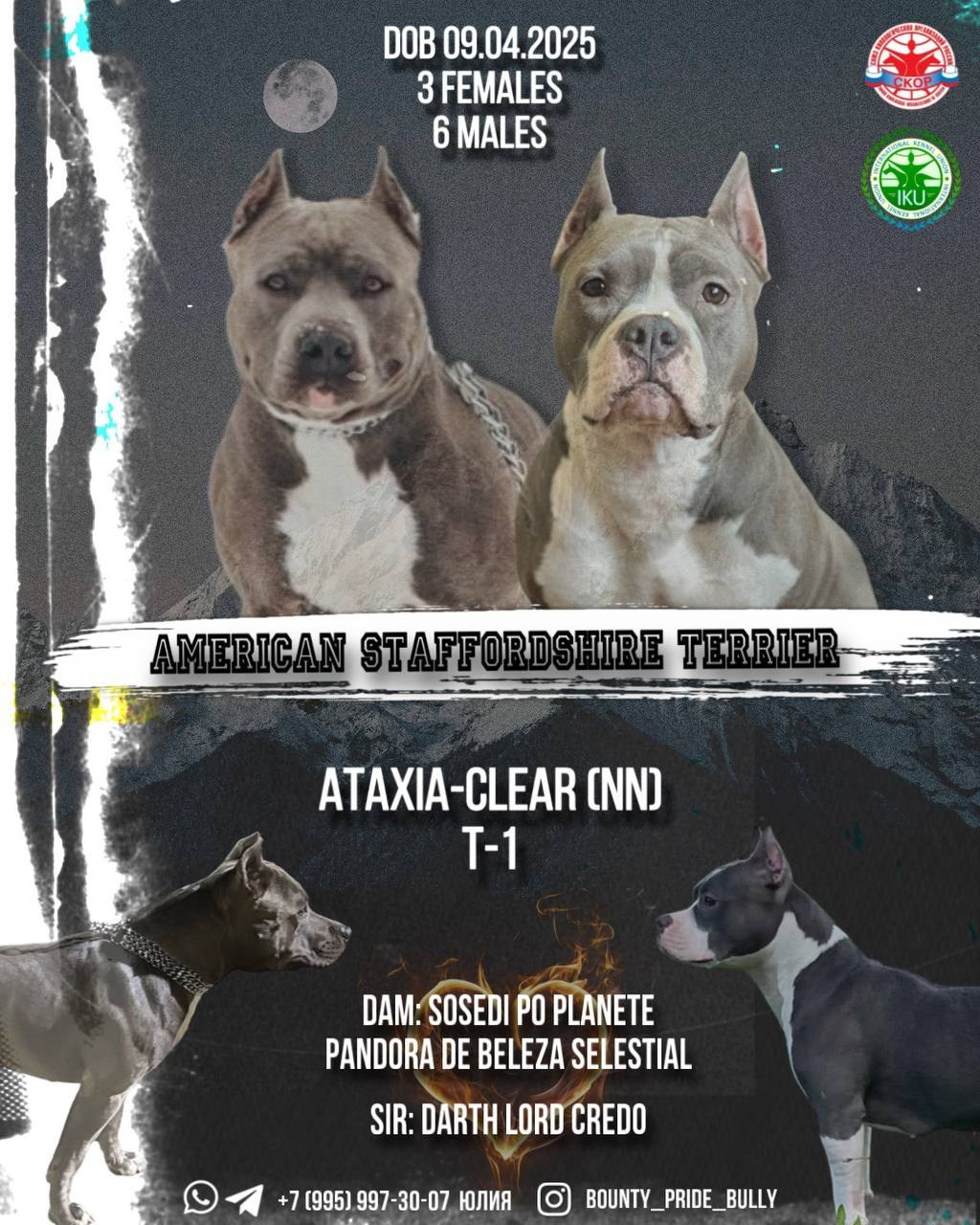 Pandora De Beleza Selestial' x Darth Lord Credo. Питомник американских булли Bounty Pride Bully