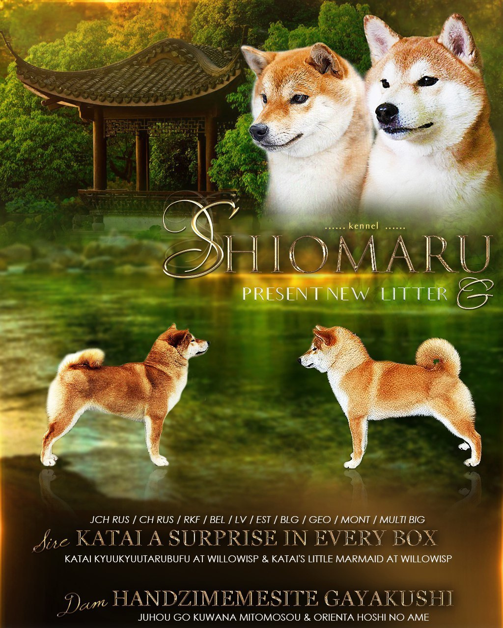 LITTERS. SHIOMARU Shiba and Akita Inu Kennel