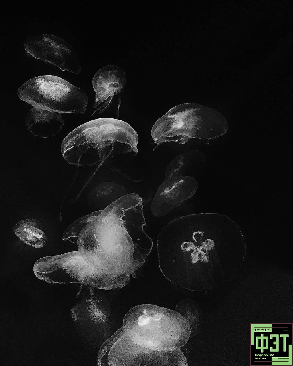 Альбом 25.01.26 в рамках ФЭТ