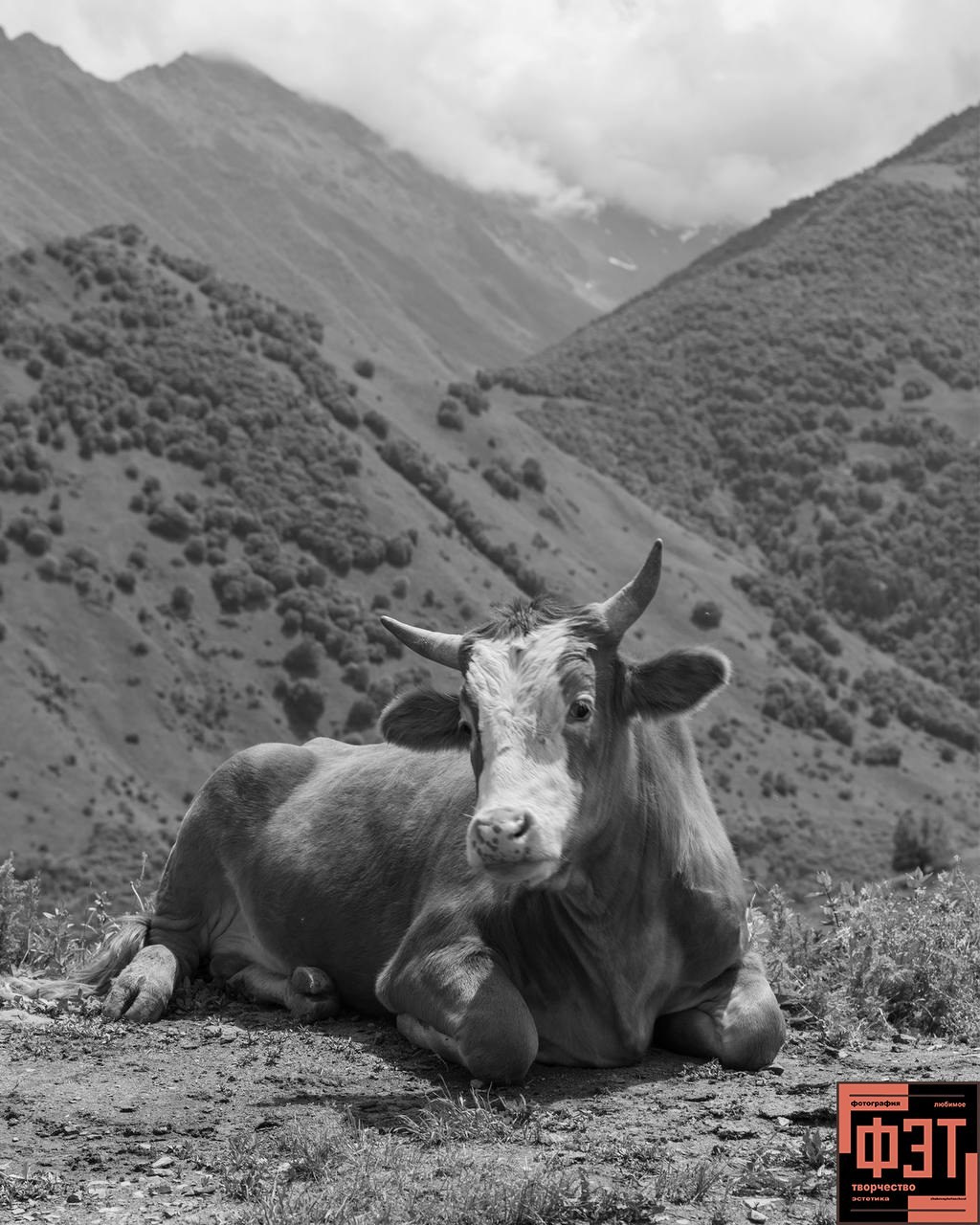 Альбом 25.01.26 в рамках ФЭТ