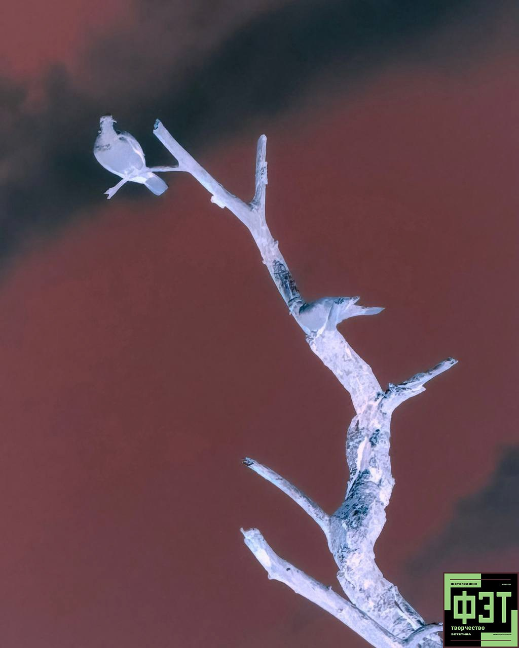 Альбом ФЭТ 11.10.2026. Бесплатный проект для фотографов