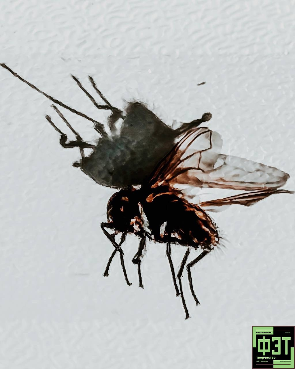 Альбом 29.03.26 в рамках ФЭТ