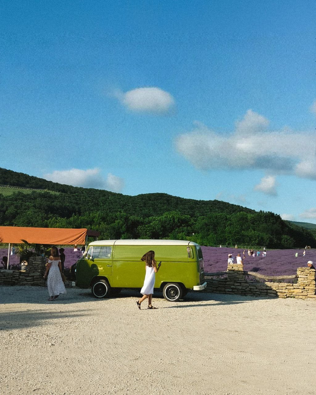 Лавандовое поле в Анапе фотографии