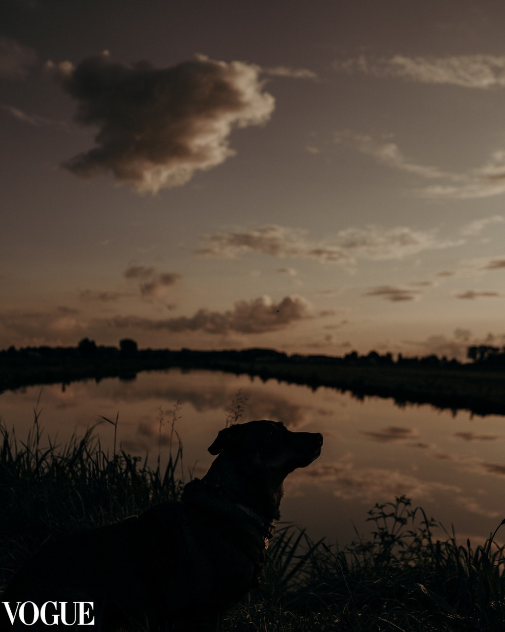 About me. Photos of you and your pet