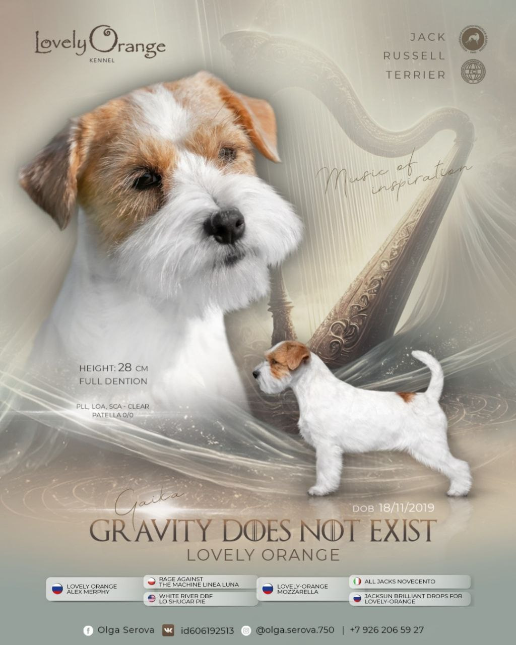 LITTER «F» 24.11.2025. Lovely Orange kennel Jack Russell Terrier FCI/RKF