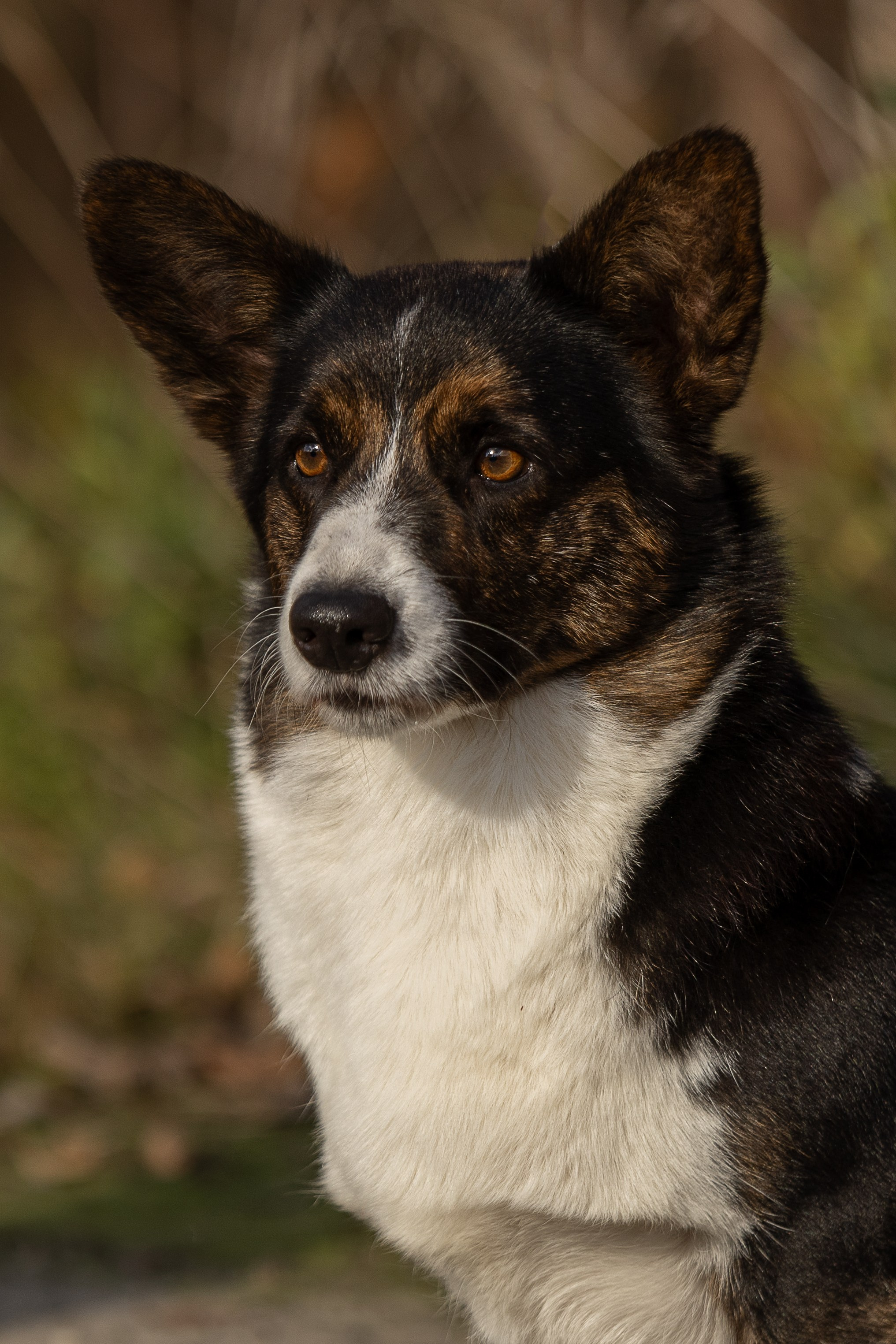 Вельш корги кардиган питомника Ice Fantasy Брянск. Ice Fantasy kennel: professional breeding of Siberian huskies and wels