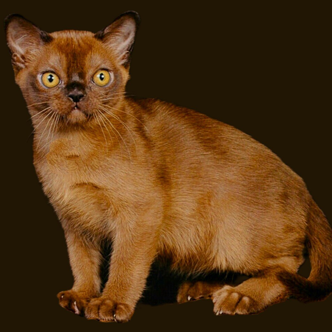 ЖДЕМ КОТЯТ ВСЕХ ОКРАСОВ. Las Burmas — питомник американской бурмы традиционных линий