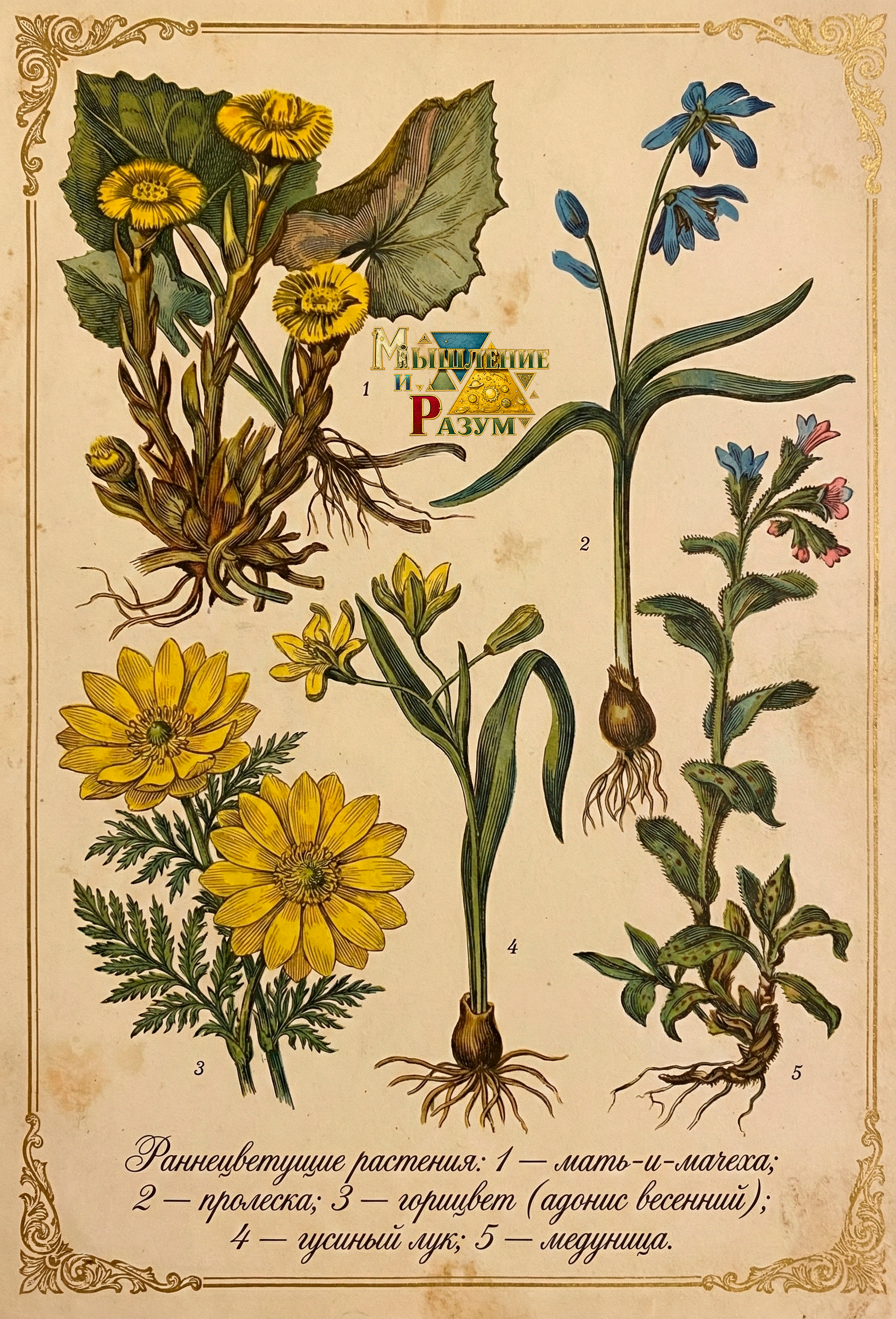 Цветы. Мышление и разум