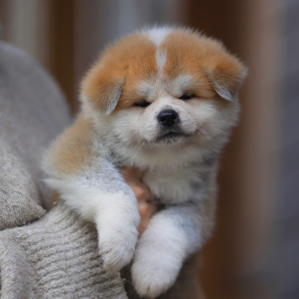 Окрасы японской акиты