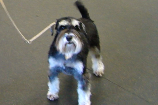 Племенной смотр 16.05.2021 г, судья РКФ-FCI О. А. Горбачевский. НРОО КЦ "Собаковод"