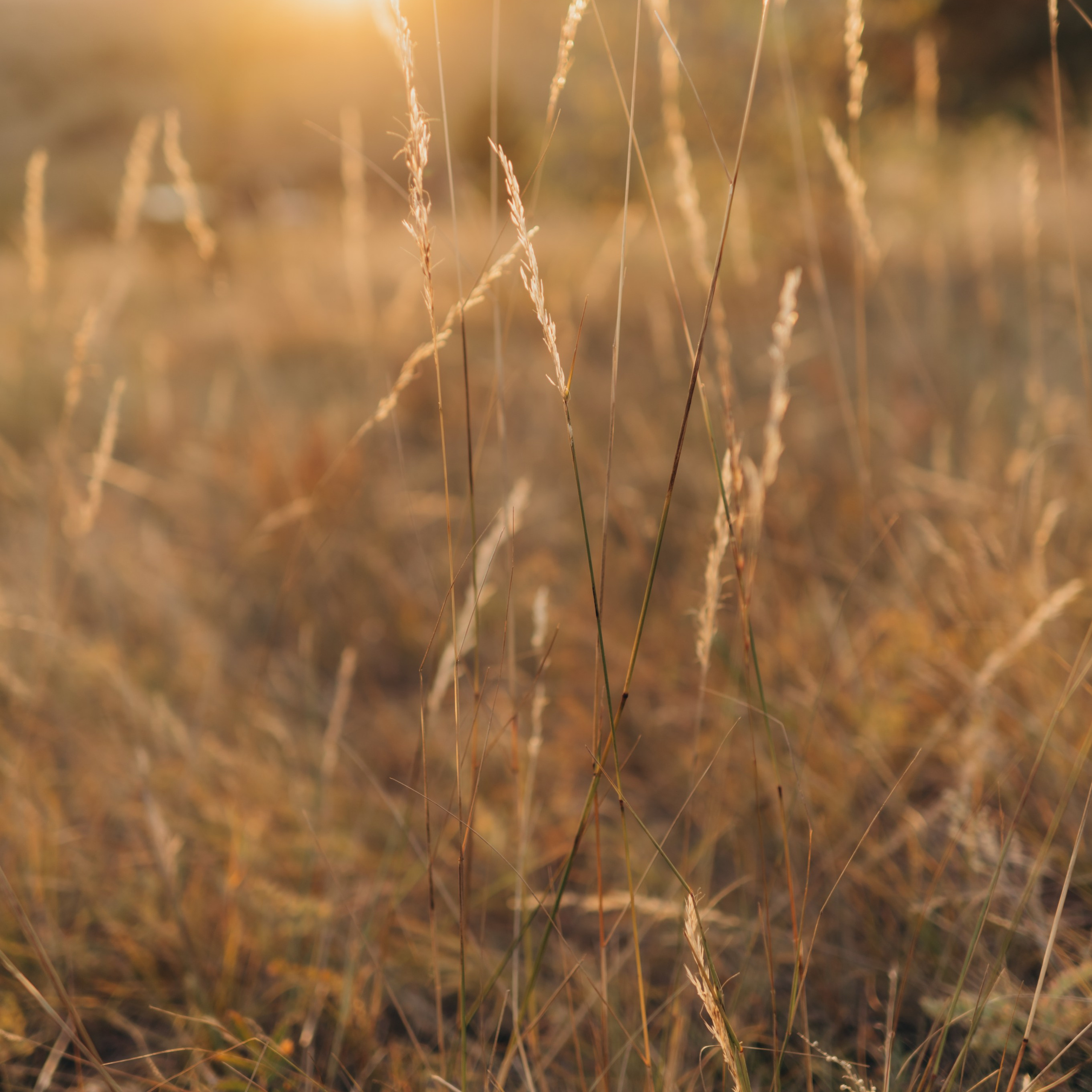 Надежда Нечаева