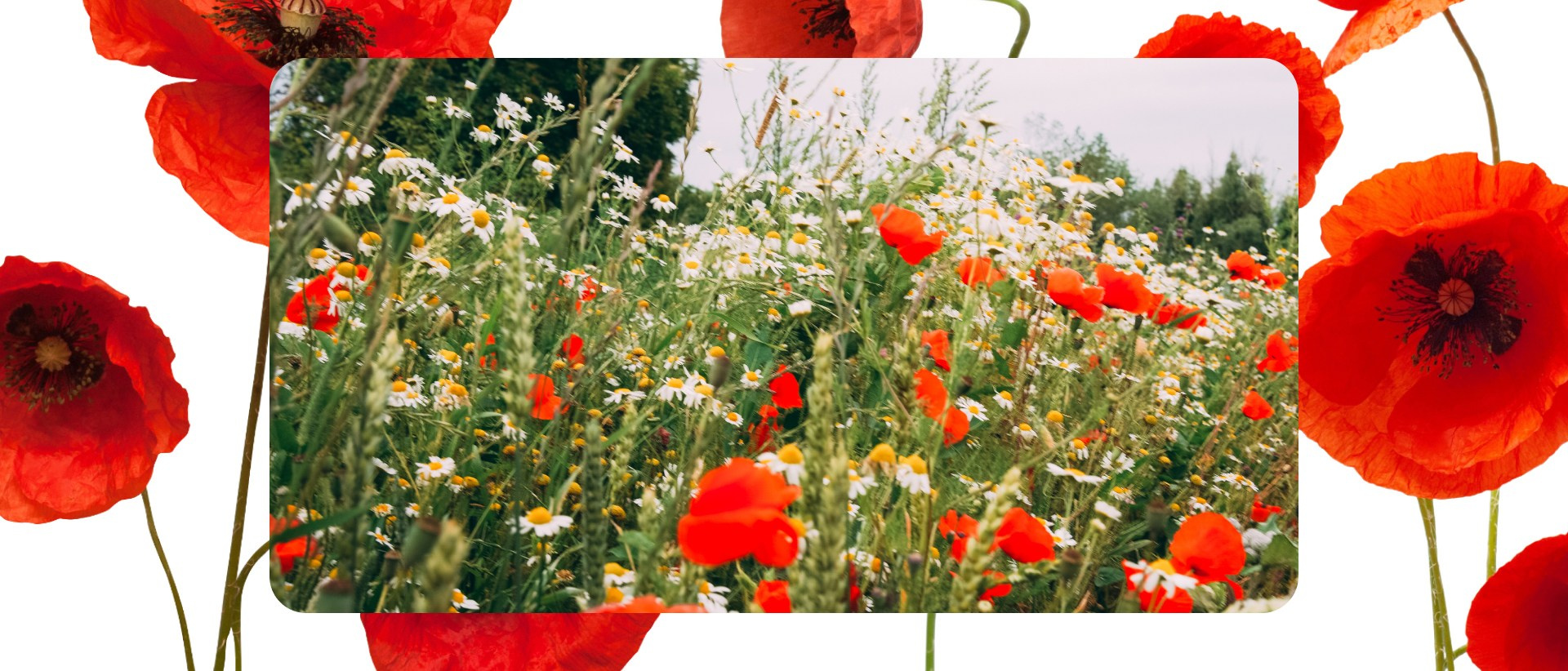 Калининград 2. Фотограф из Москвы — DASHA NOVA | Авторская фотография в разных жанрах