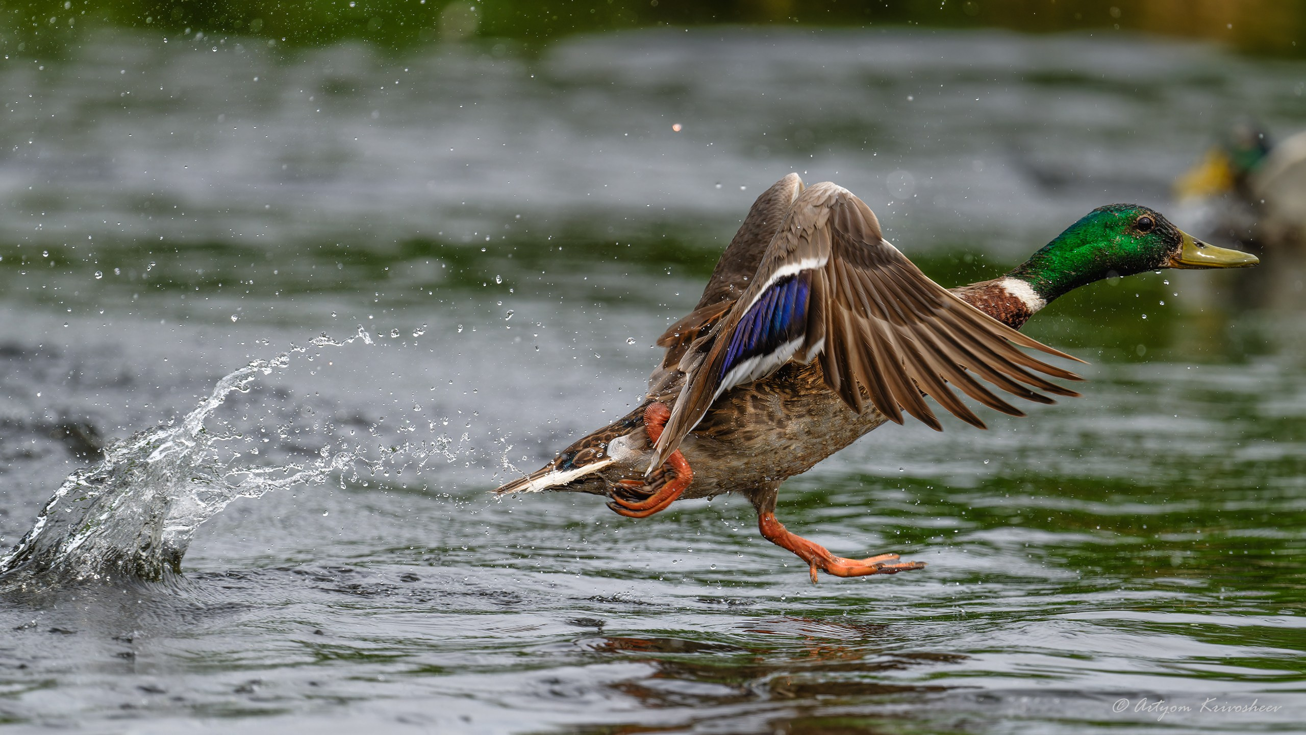 Фотограф и путешественник Артём Кривошеев