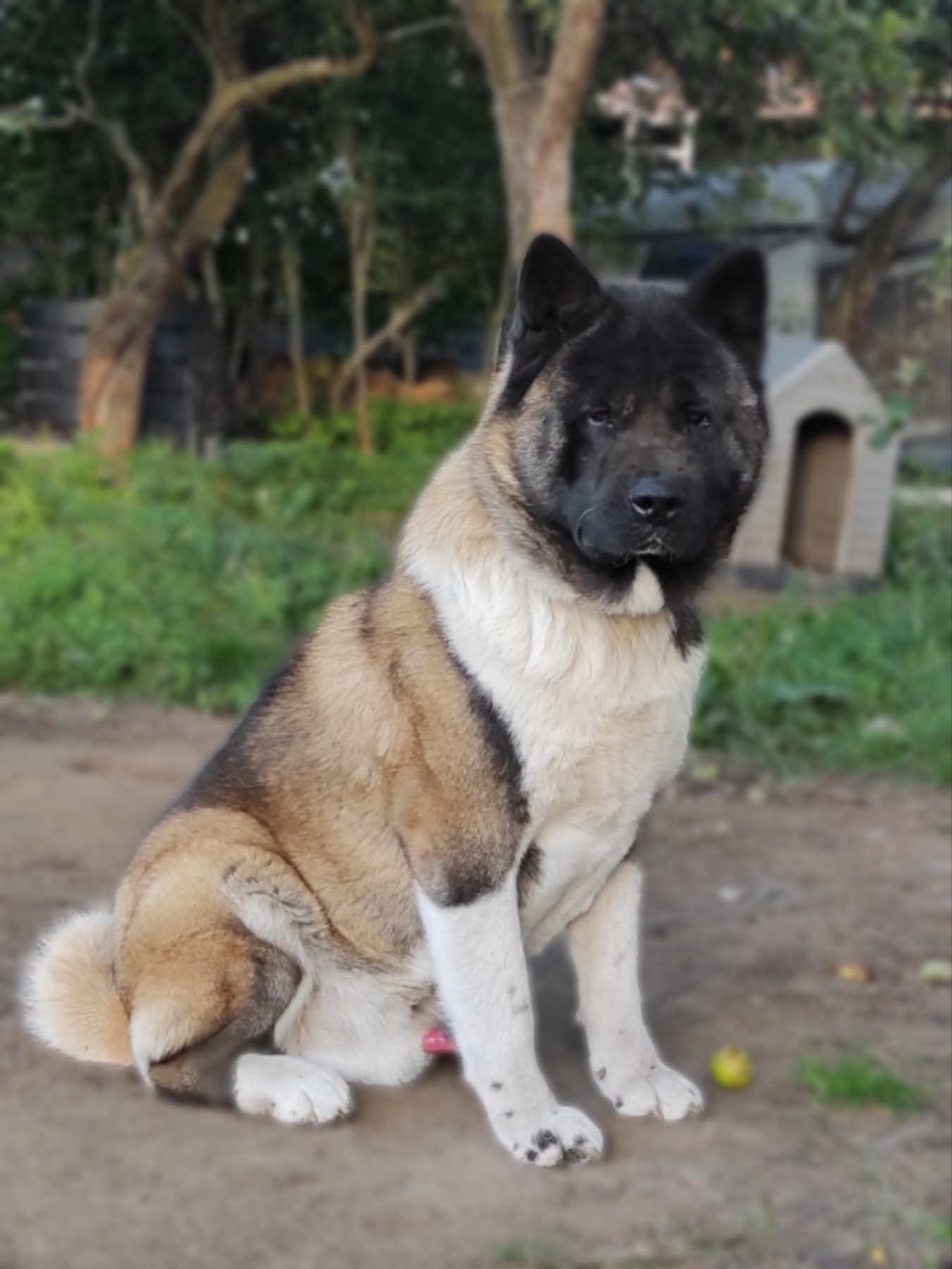 AMERICAN AKITA RUBYLIGHT KENNEL I SHIBA-INU