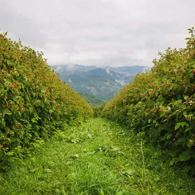 Агро Земельный массив Неберджаевская. Инвестиционный консалтинг Недвижимость