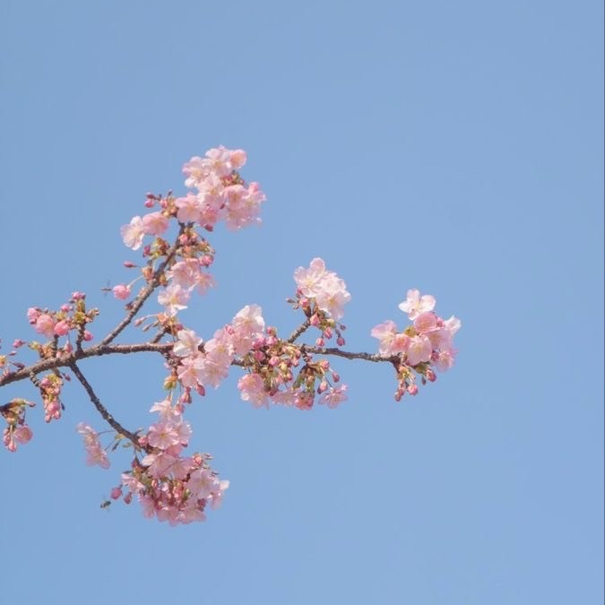 Chụp ảnh chân dung nữ dưới hoa anh đào tại Busan Hàn Quốc