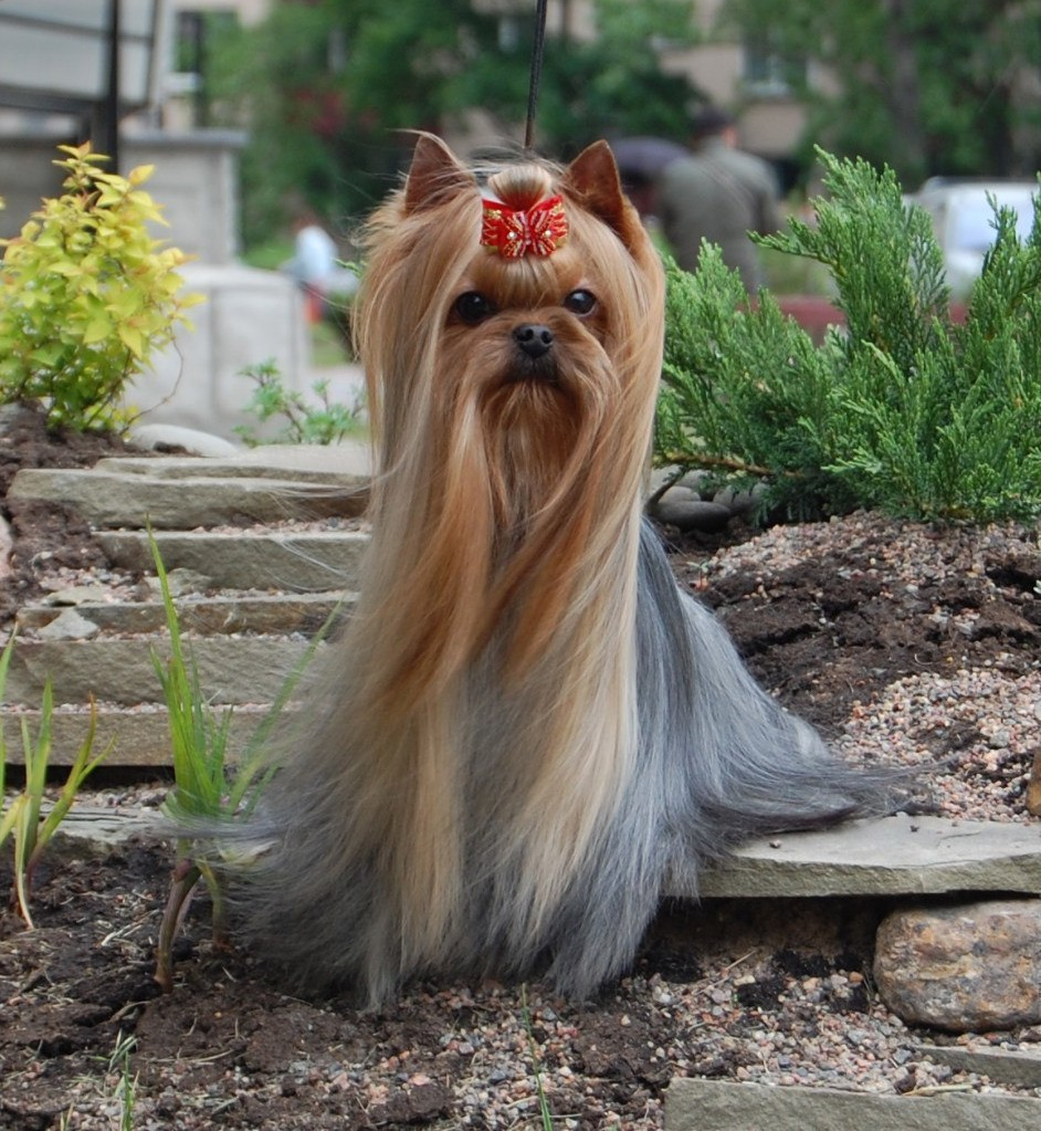 Beloved Cookie Stribrne Prani. Питомник Йоркширских терьеров Дэнстайл в Санкт-Петербурге заводчик Тих