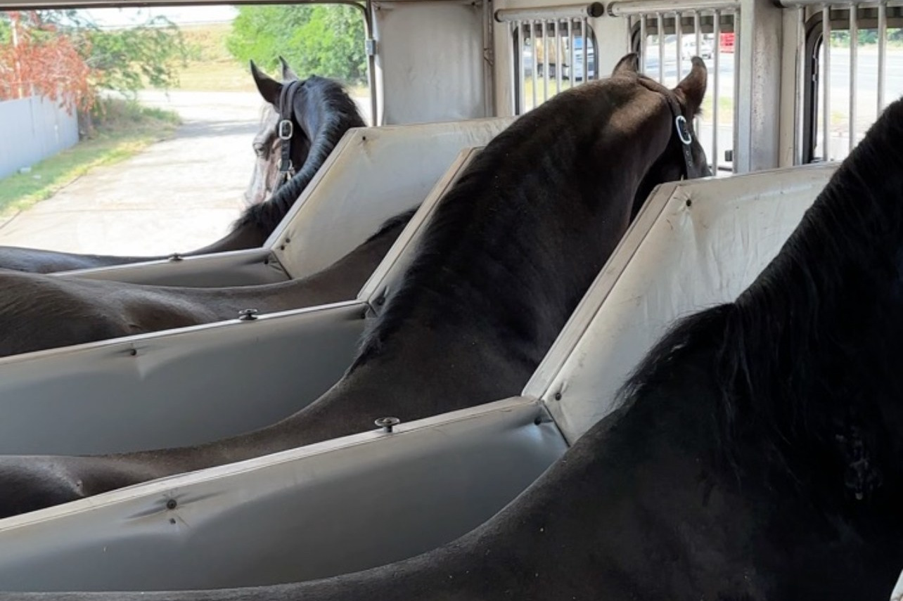 Friesian Alliance. Фризы Росиии