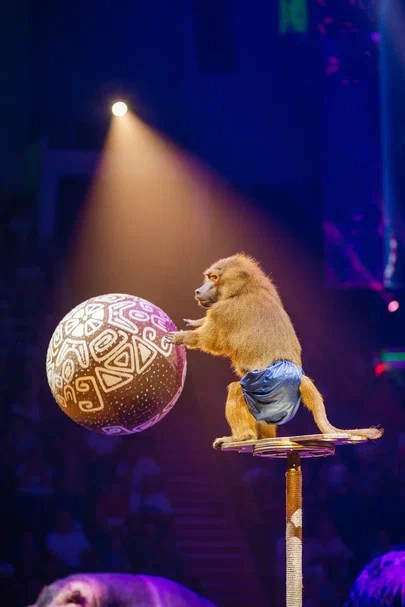 С 14 декабря Пермский цирк приглашает зрителей на шоу Гии Эрадзе «Песчаная сказка». Журнал о самом особенном. Пермь и Пермский край