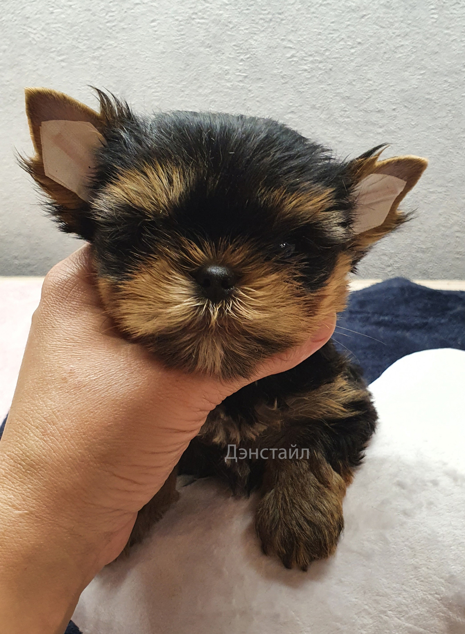 Как приклеить уши щенку Йоркширского Терьера. Питомник Йоркширских терьеров Дэнстайл в Санкт-Петербурге заводчик Тих