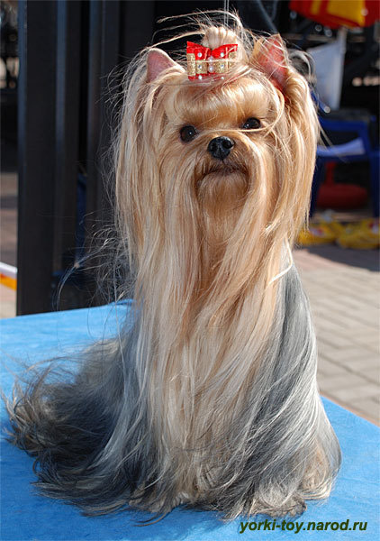 Траволтан Граф Монте Кристо. Питомник Йоркширских терьеров Дэнстайл в Санкт-Петербурге заводчик Тих