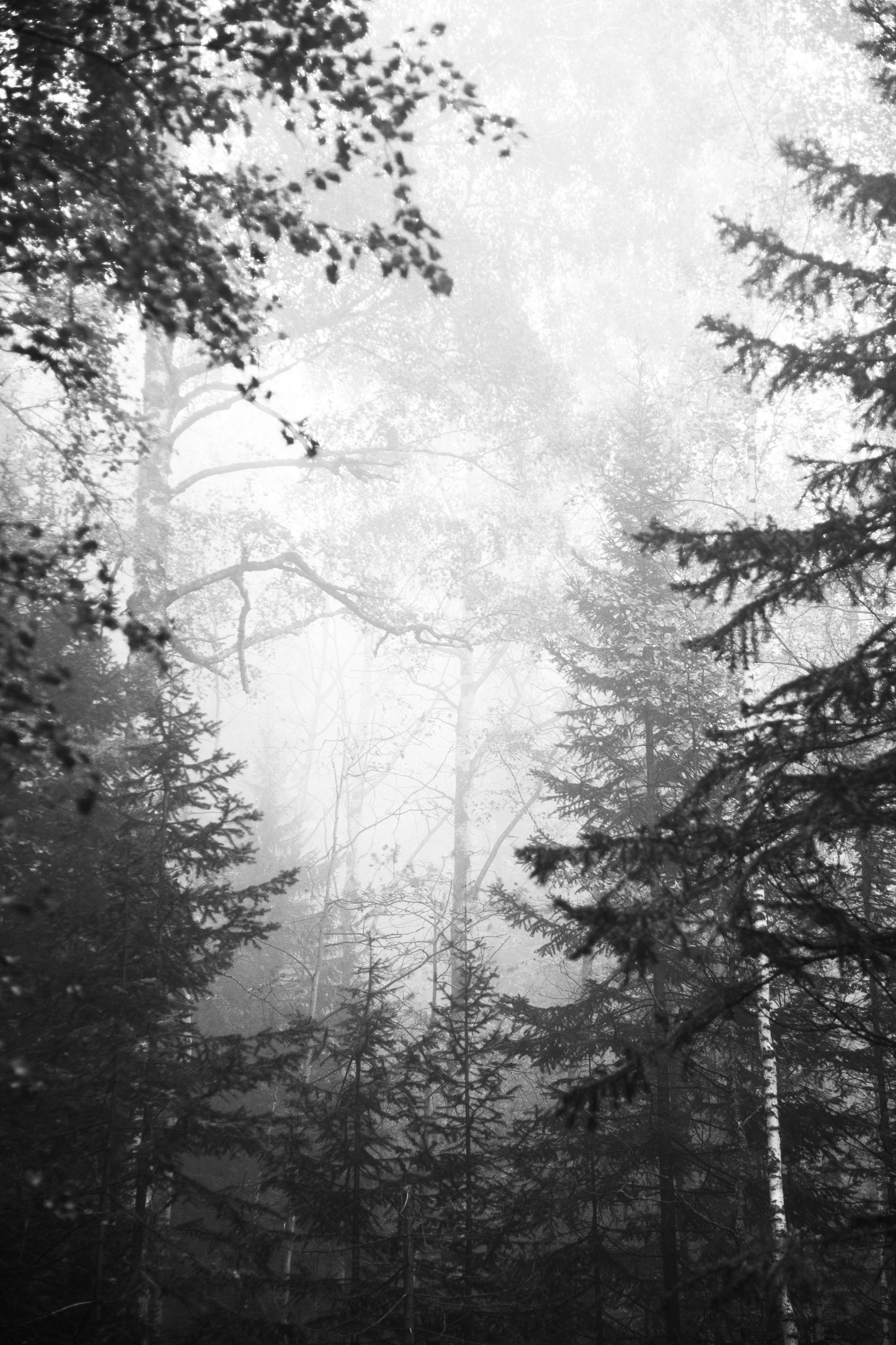 Работы, сделанные в Арт-резиденции «Красноярские столбы». Арт-фотография, терапевтическая фотография в Москве. Фотограф Анна Ермолова