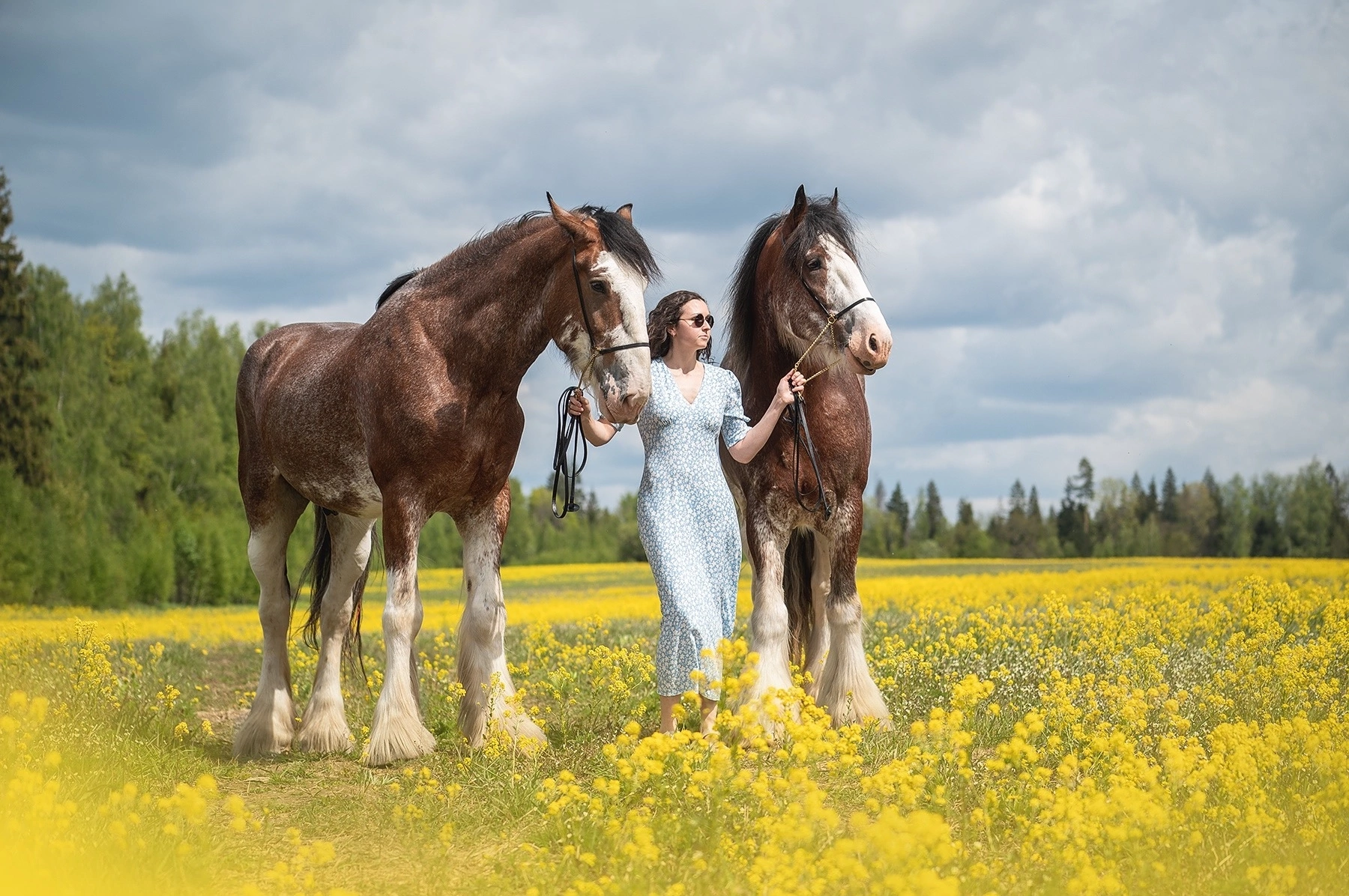 Каталог лошадей. Конный фотограф в Москве — Дарья Алексеева | Премиальные фотосессии с лошадьми