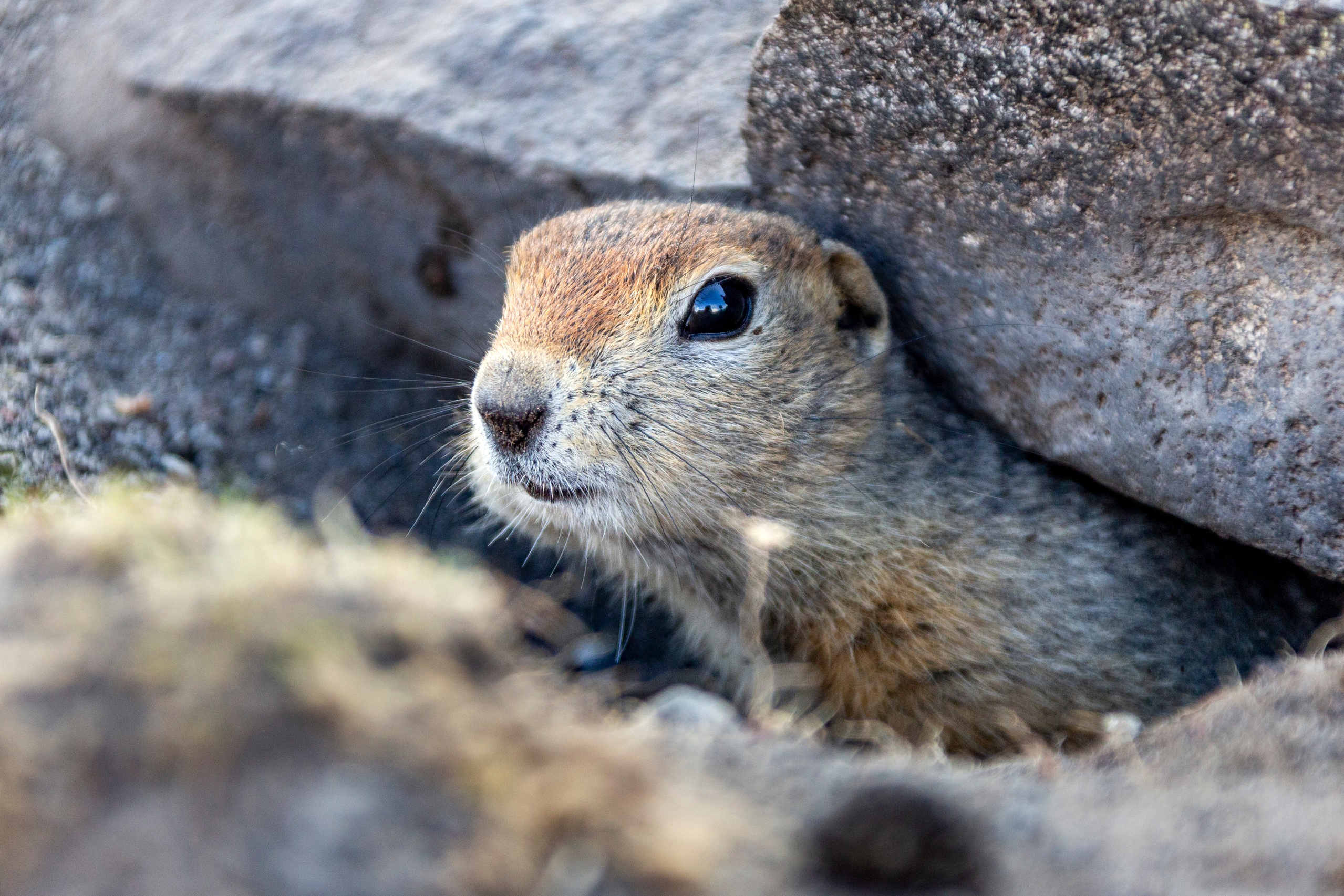 Восхождение на Авачинский вулкан — классика Камчатки. Время Камчатки: чтобы найти свой путь, нужно скорость умножить на время