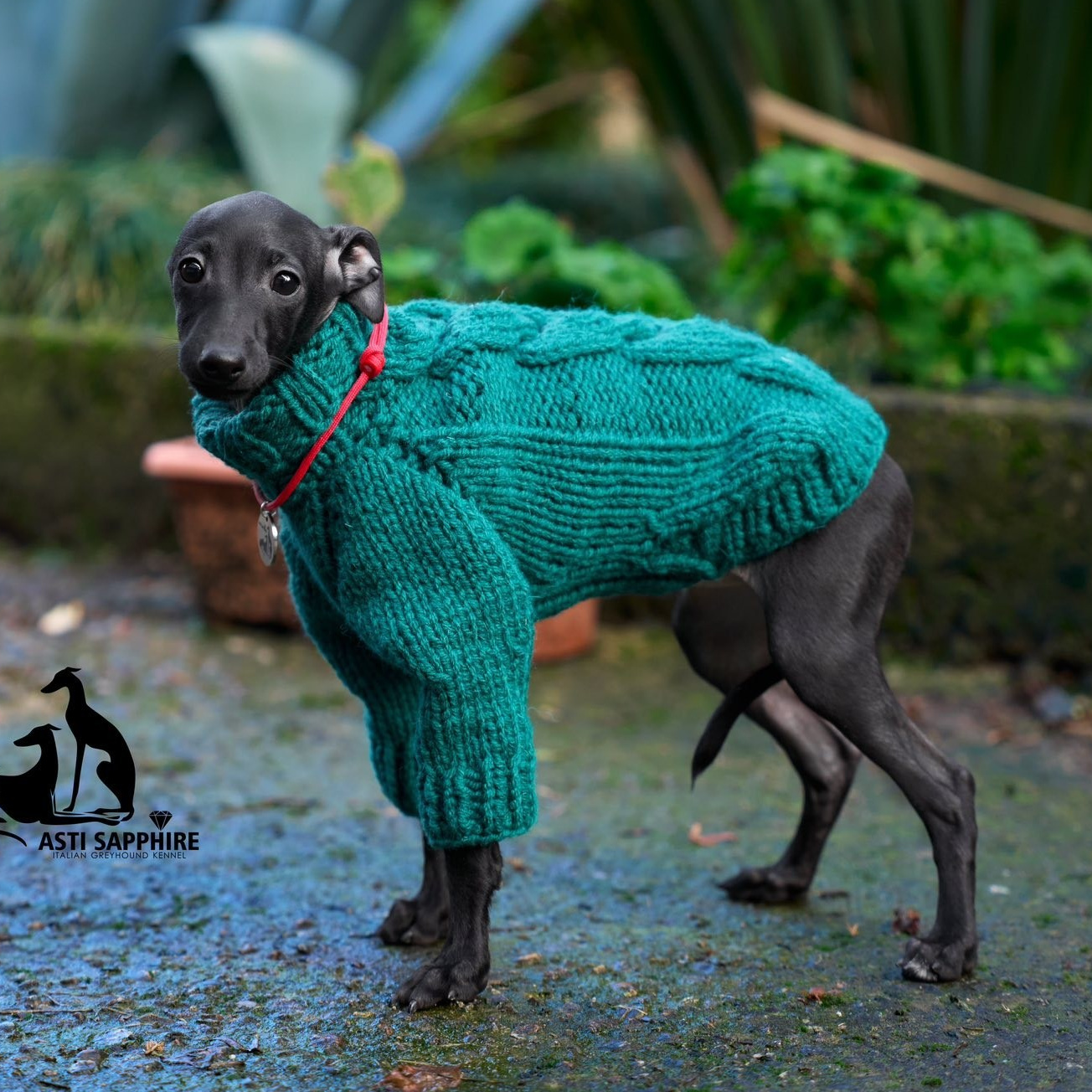 Одежда. Professional Italian Greyhound Kennel RKF/FCI ASTI SAPPHIRE 💎 Sochi|St. Petersburg