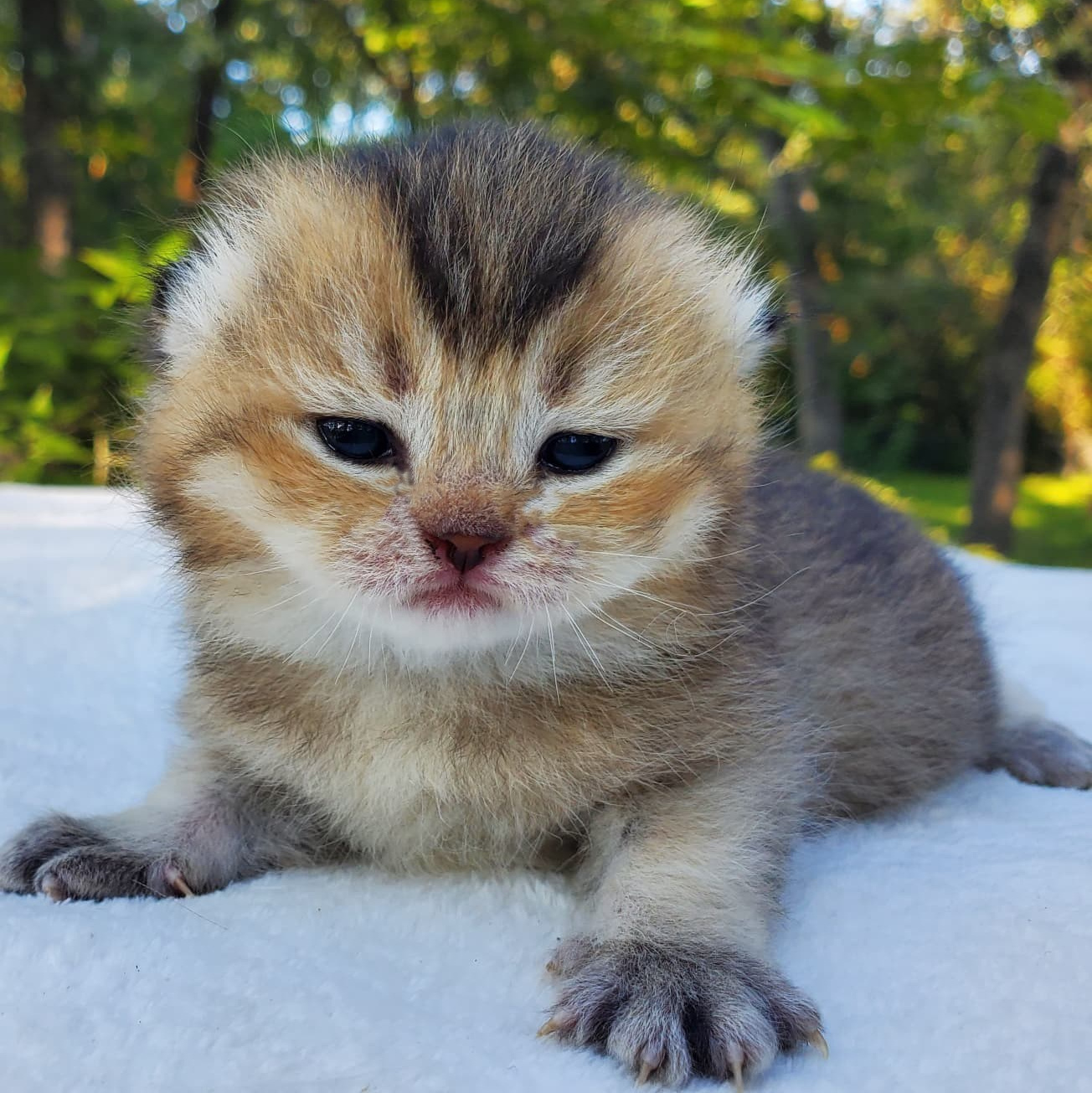 Golden chinchilla cat