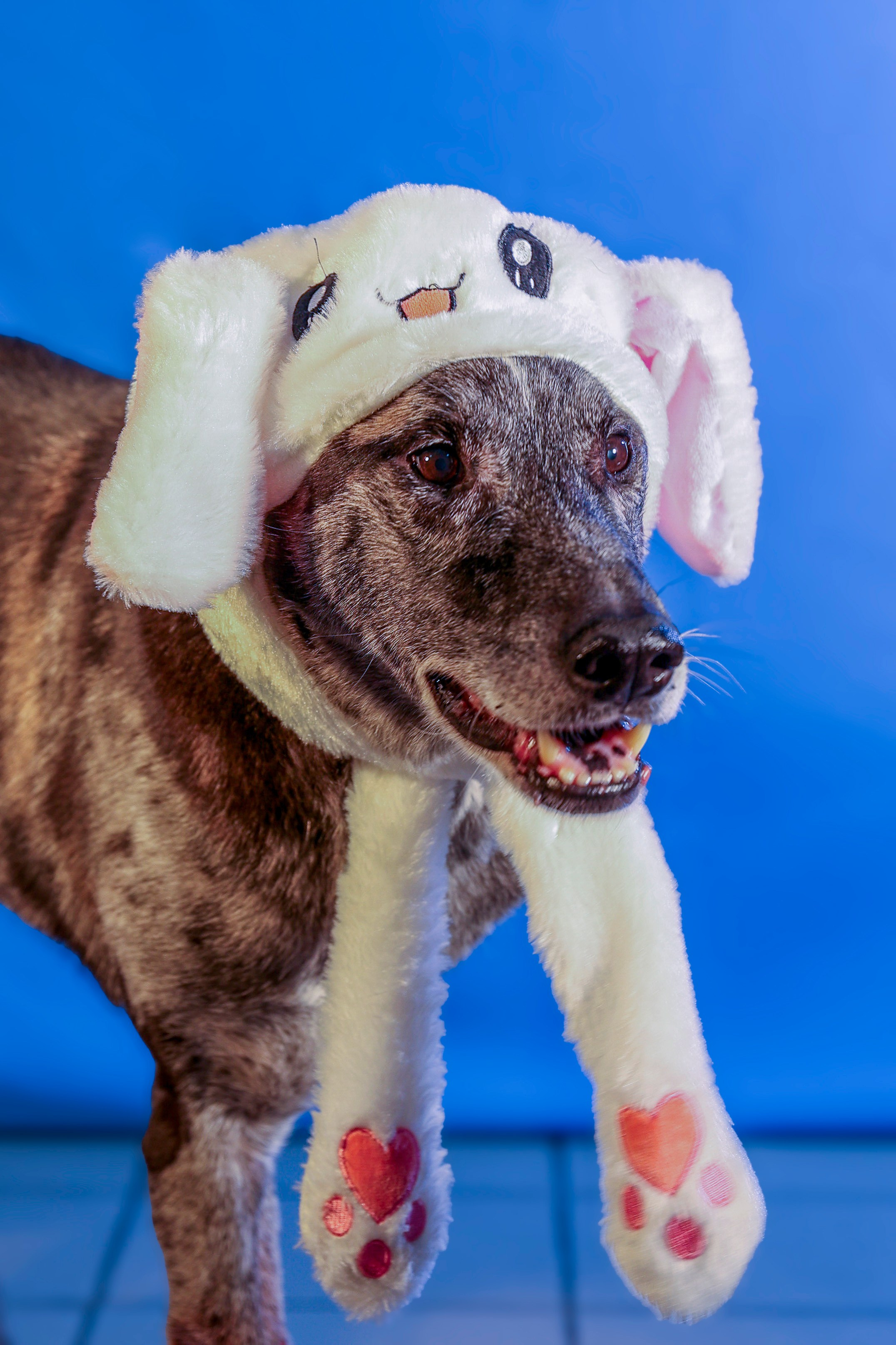 Приют четвероногий АНГЕЛ. Фотограф 📸 семейный, предметный, репортажный