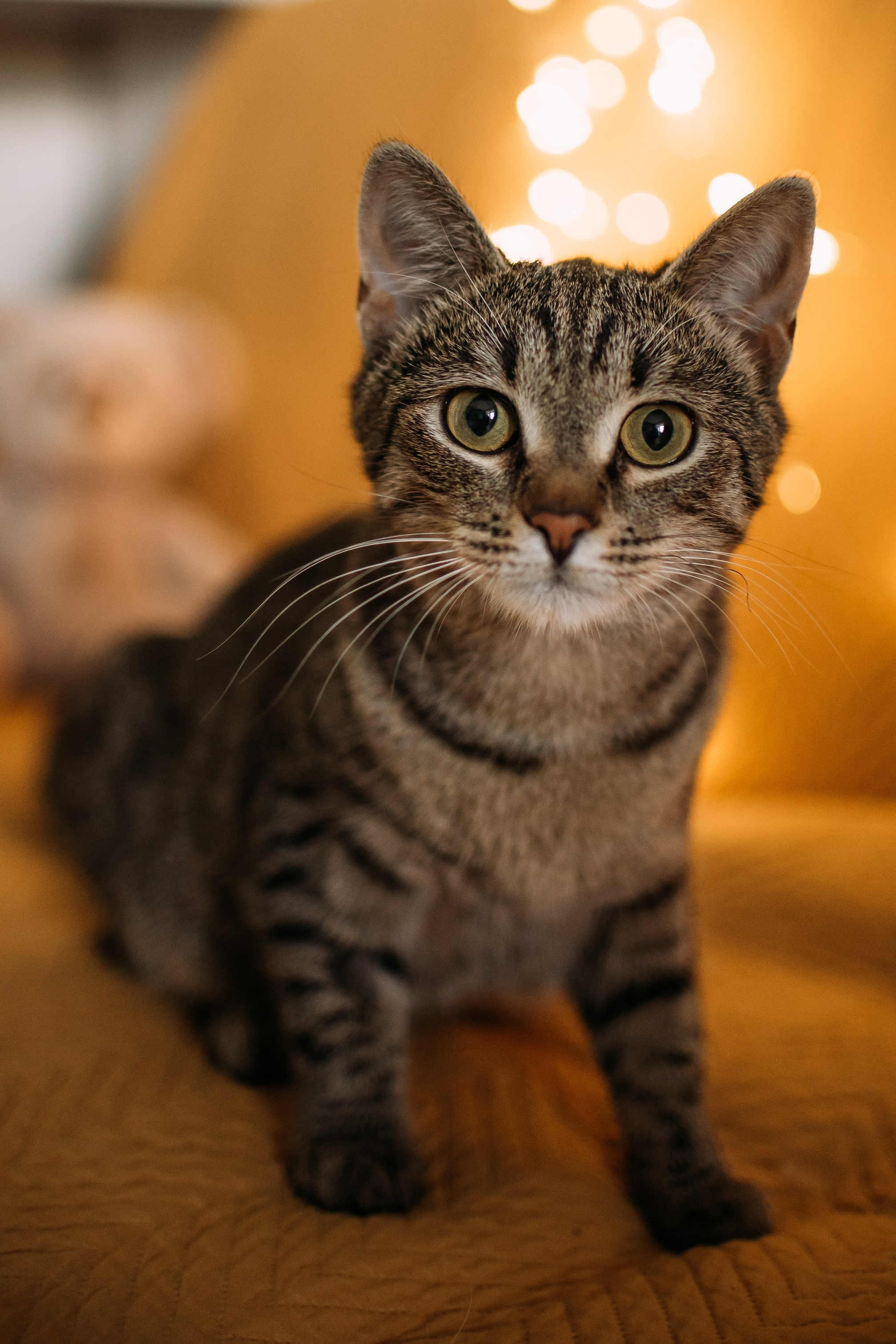 Животные на пристройство. Фотограф-анималист Валерия, Москва, Мытищи