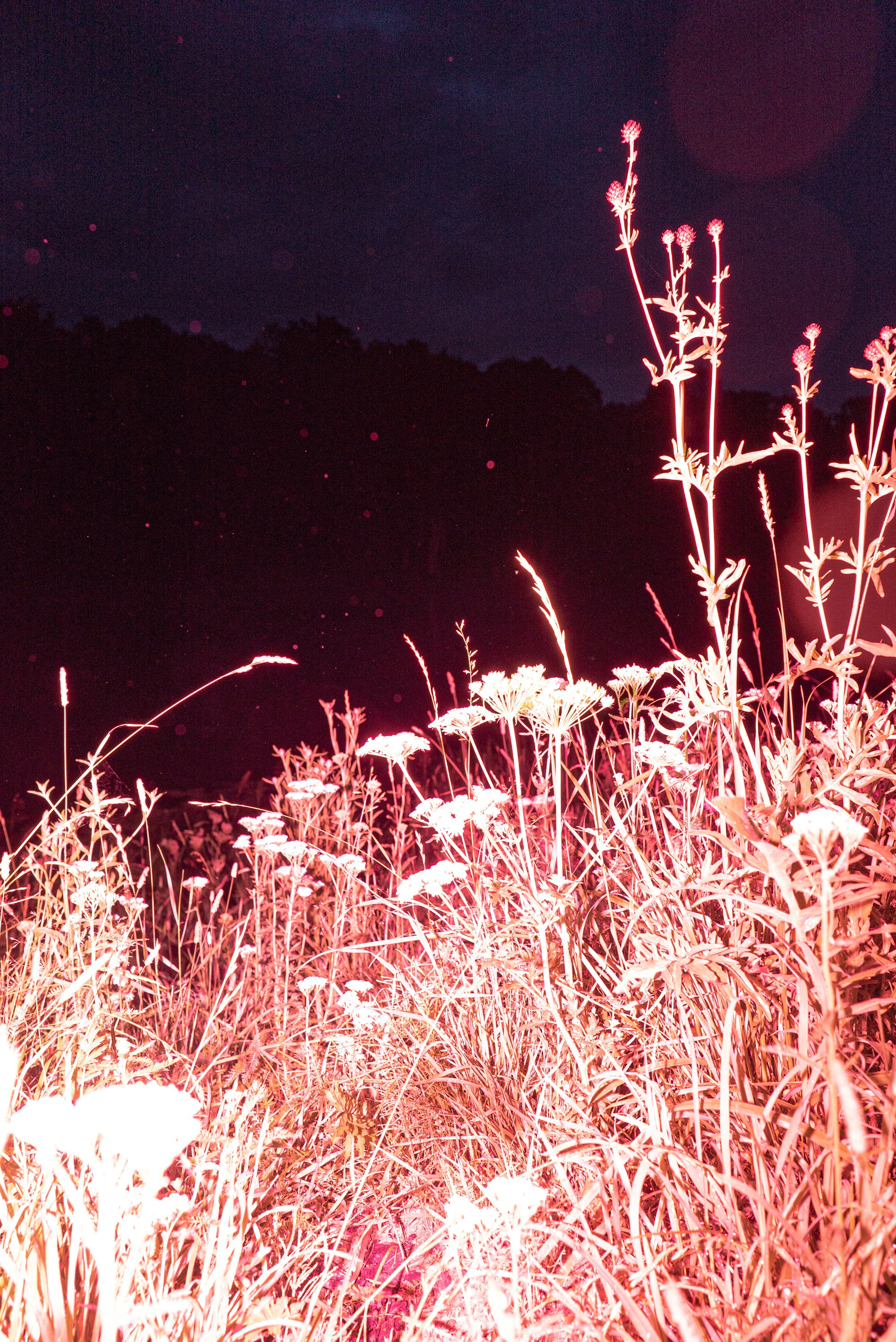 Prints on sale. Tatiana Mishchenko