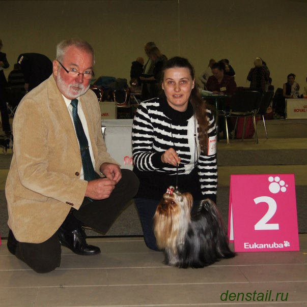 2014 г Результаты выставок. Питомник Йоркширских терьеров Дэнстайл в Санкт-Петербурге заводчик Тих