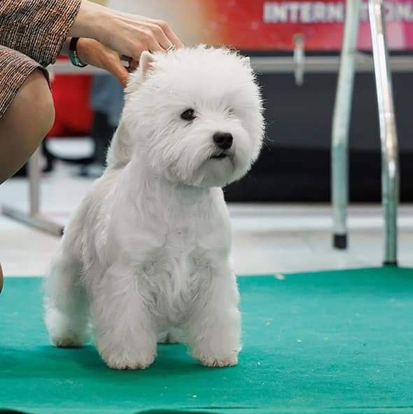 Новости питомника собак. Питомник собак породы вест хайленд вайт терьер в Москве