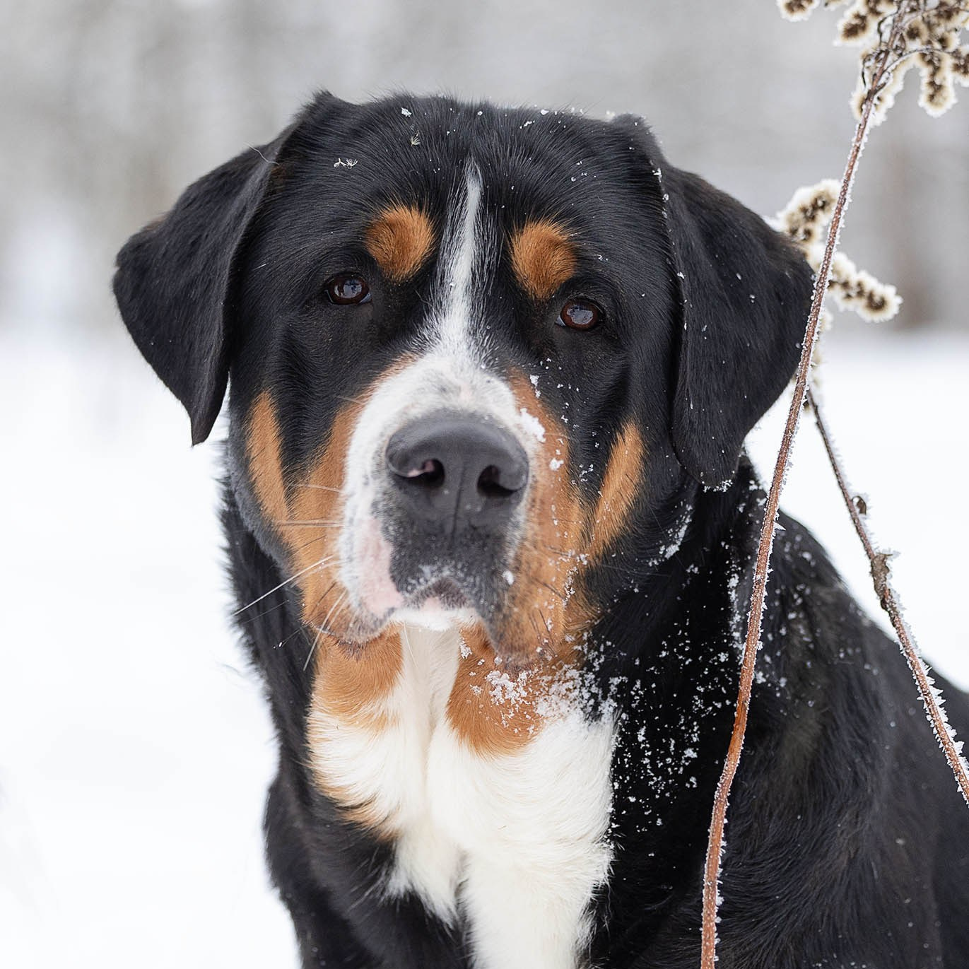 Большой Швейцарский Зенненхунд Санбёдс Розалия. Питомник Больших Швейцарских Зенненхундов в Калужской области / Москва