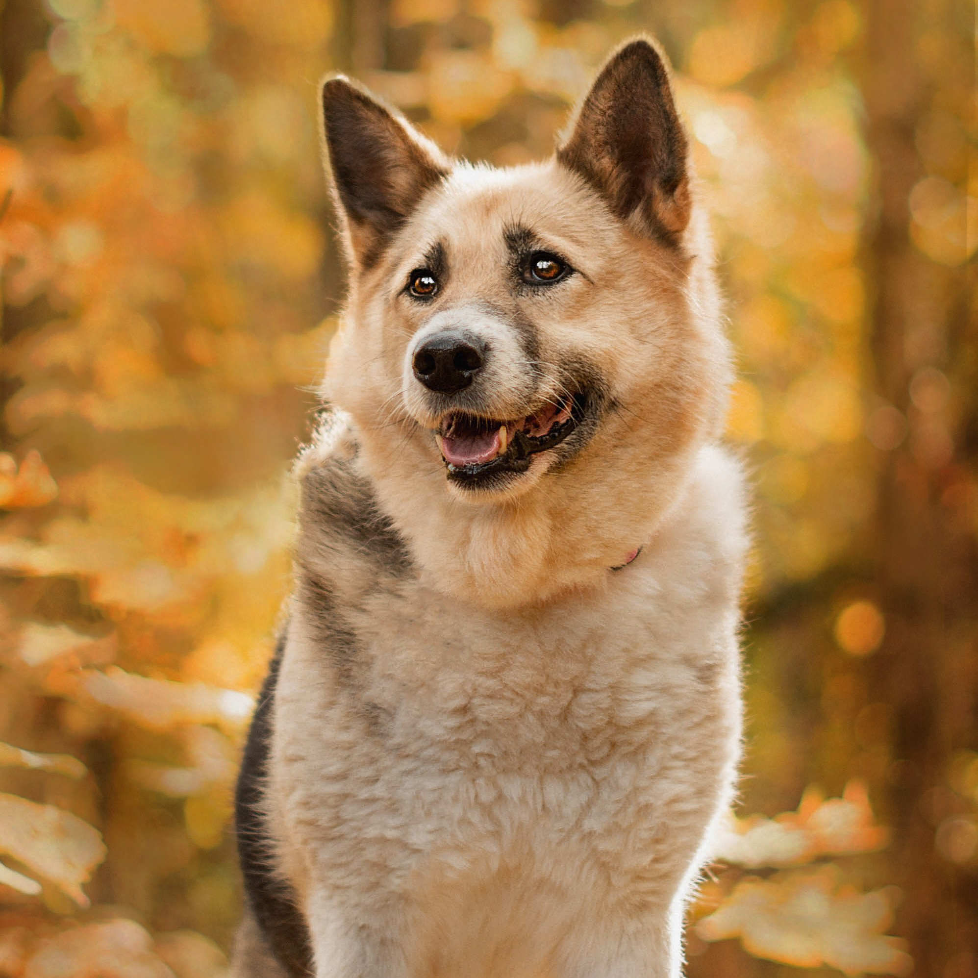 Фотограф собак, анималист в Москве Кира Яковлева