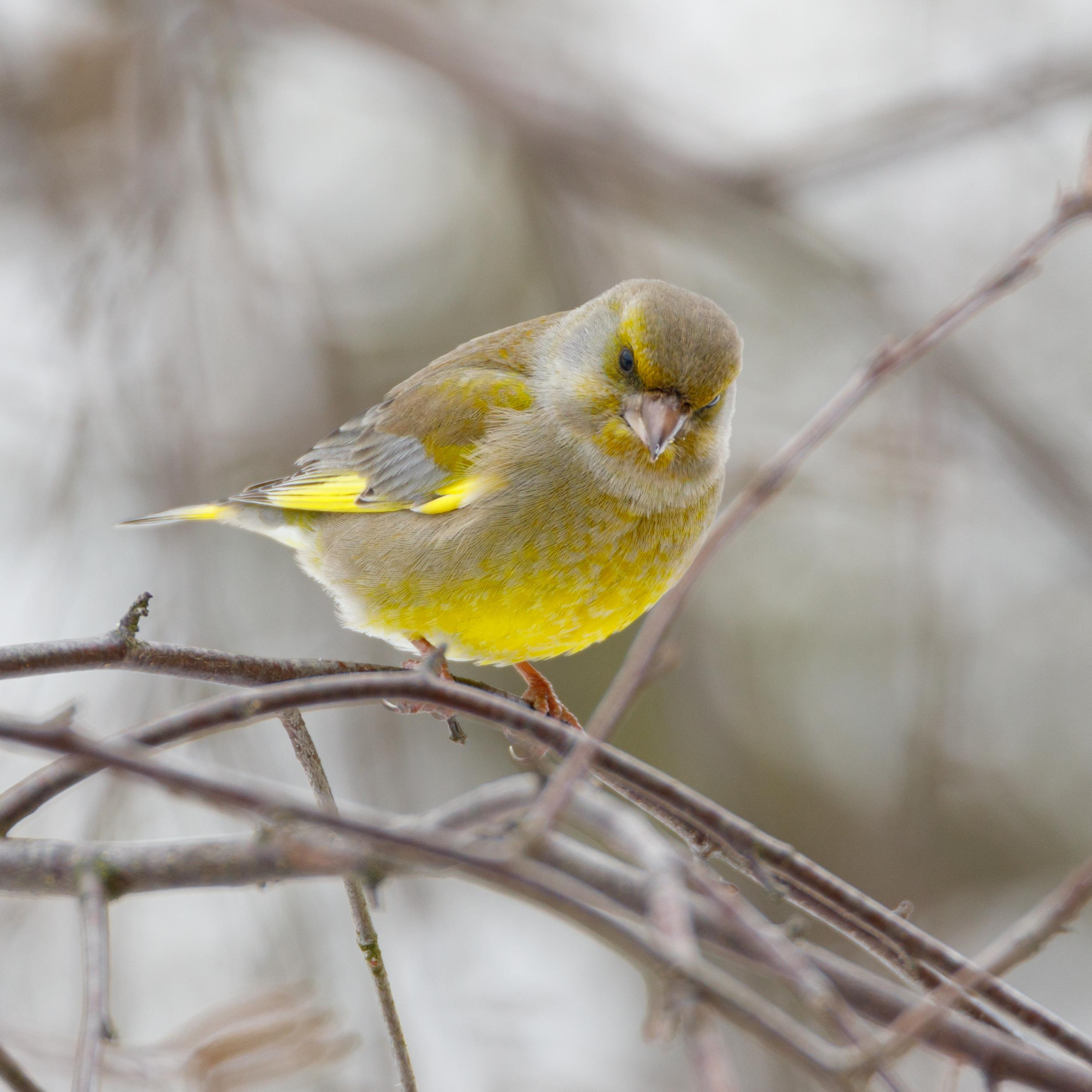 Птицы за моим окном. Фотограф Евгений Стельмах в Молодечно и Минске