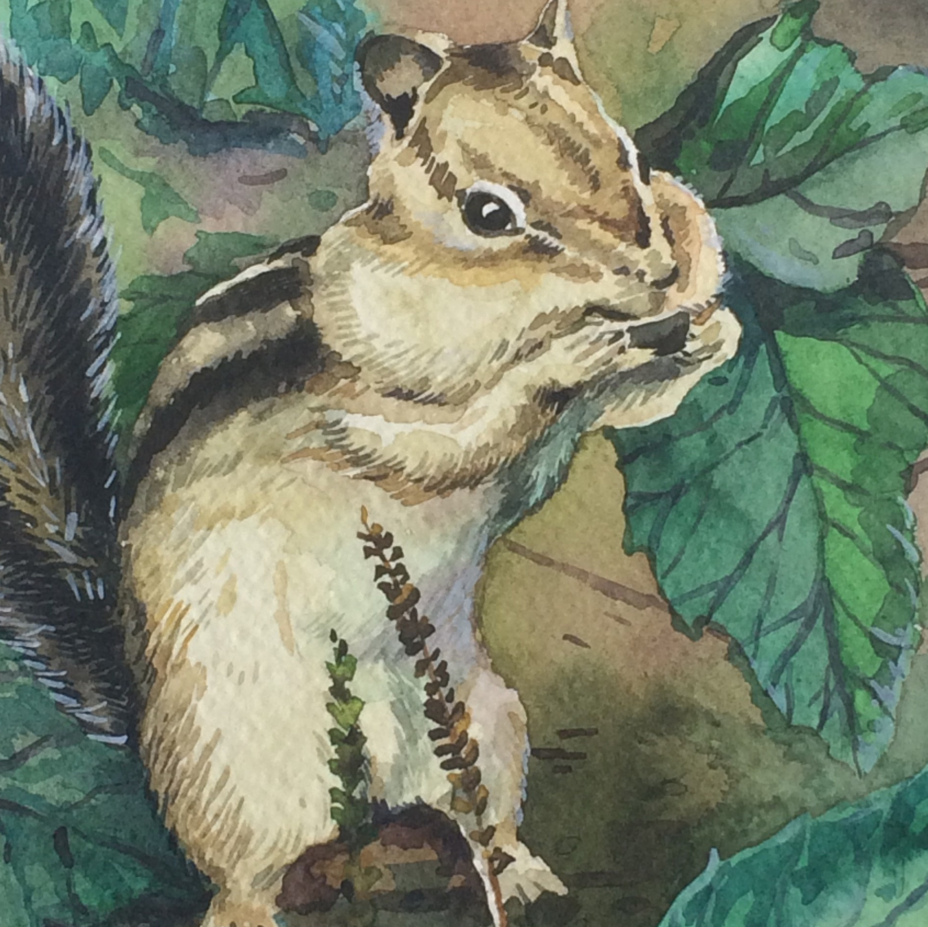 Контакты. Синий махаон