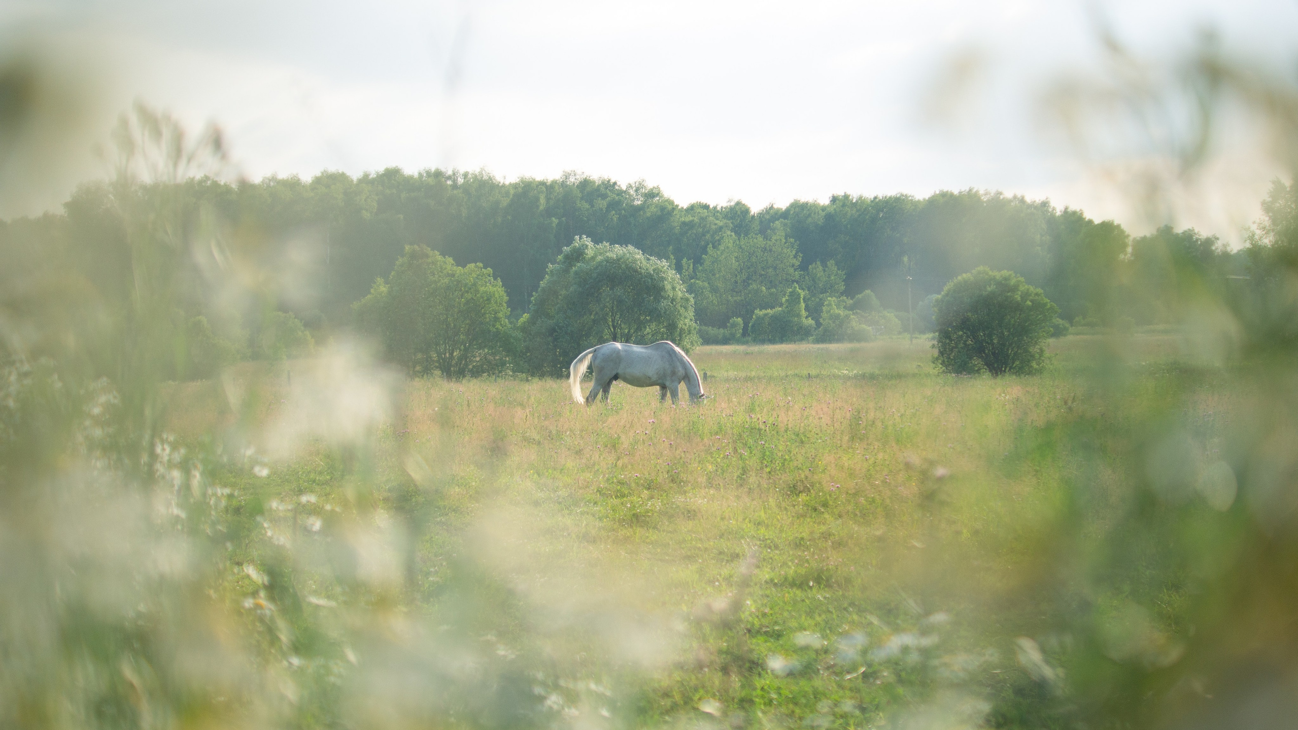 Портретный фотограф Елена Ковалевская