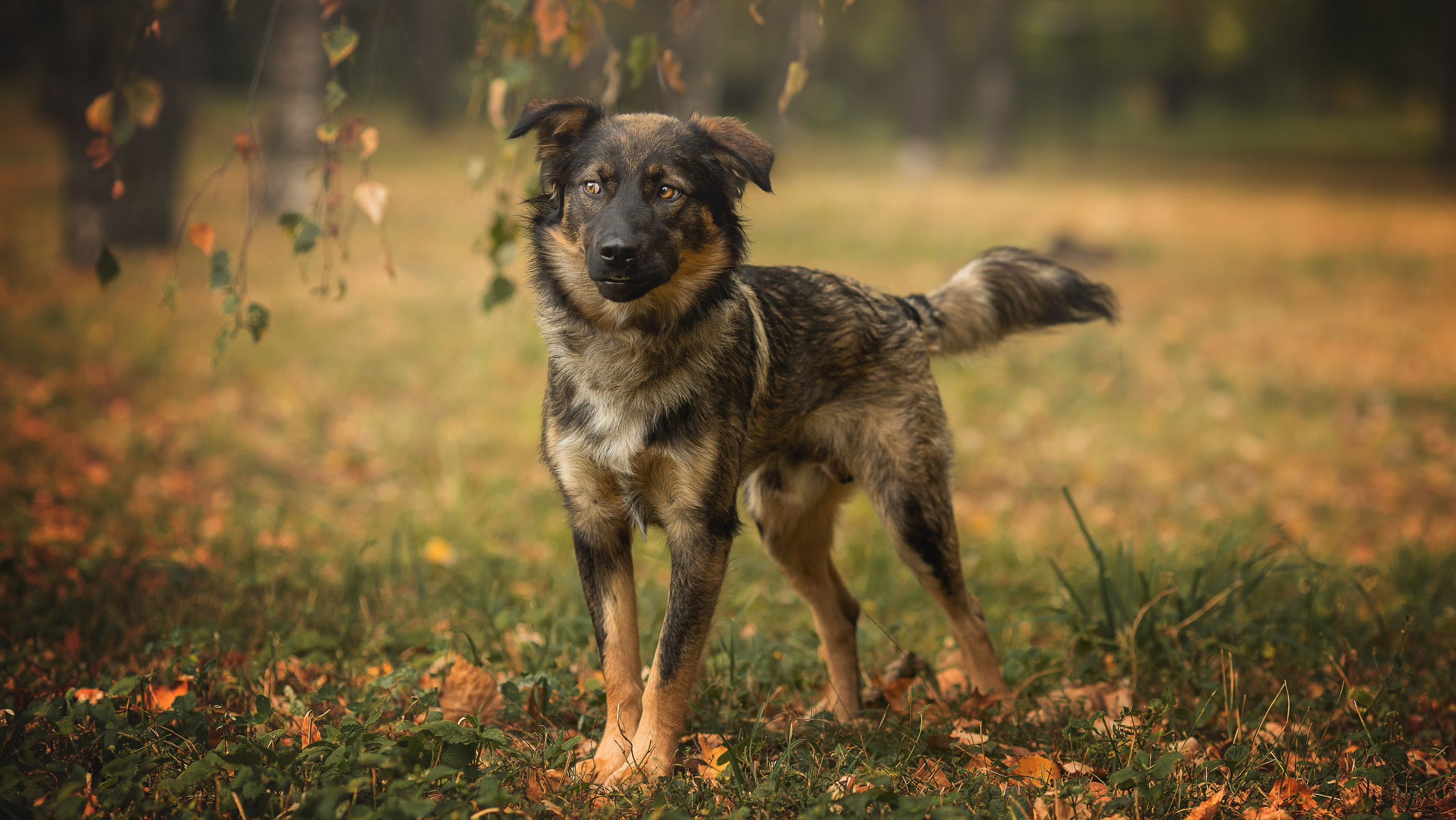 Домашние любимцы. Фотограф-анималист в Москве и Подмосковье