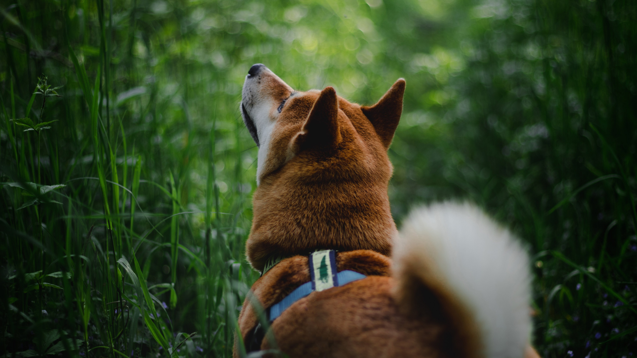 Прайс. Фотограф-анималист Татьяна Митрошина, Москва