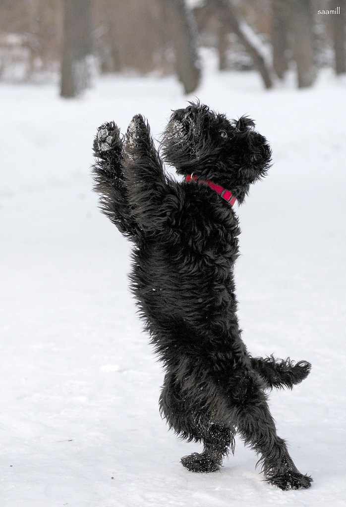 История наших встреч — 1 часть. Saamill