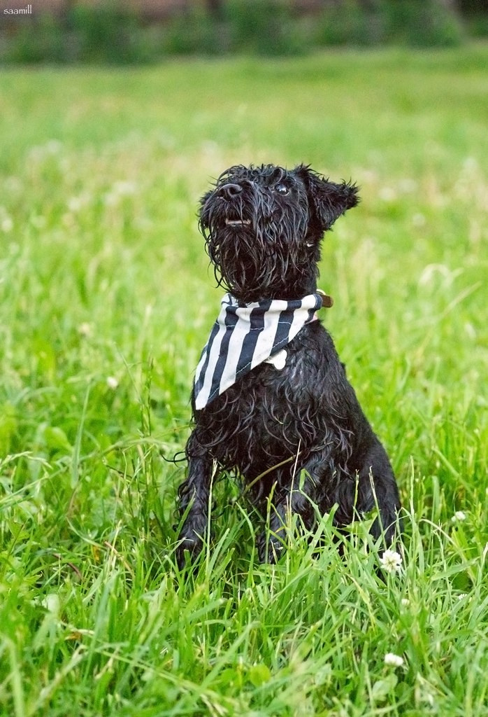 История наших встреч — 1 часть. Saamill